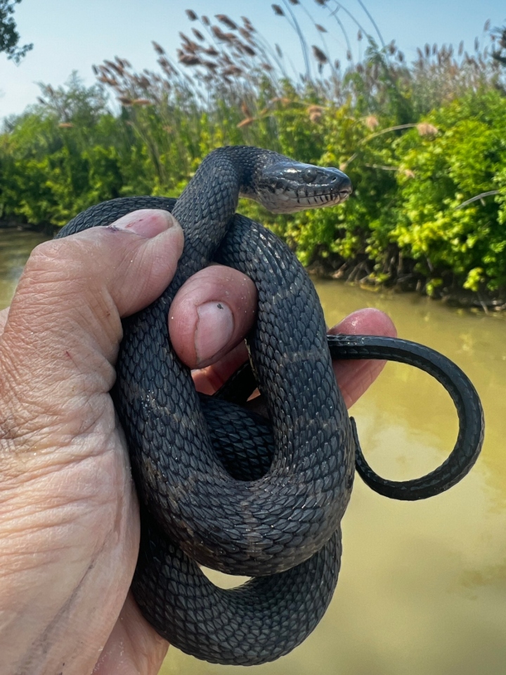 Northern Water Snake